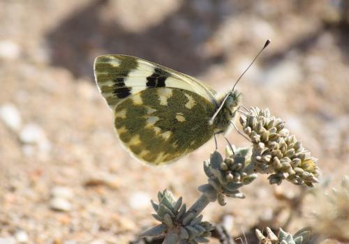 Réf. 243 248 : Pontia daplidice